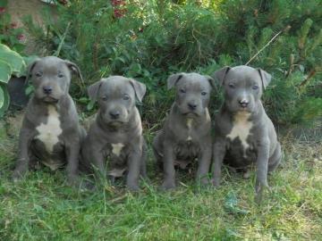 Liebevolles American Blue-Line Pit Bull