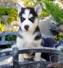 Siberian Husky Welpen mit blauen Augen