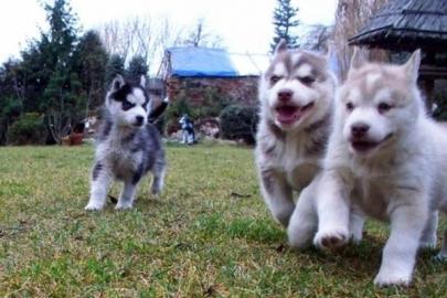 Reinrassige Siberian Husky Welpen