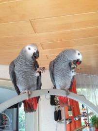 Handaufgezogene Papageienbabys