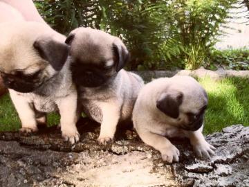 Perfekte Super S��e und reinrassige mops