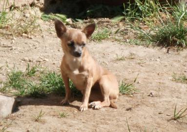 Mini Chihuahua Hndin