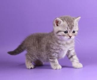 BKH Kitten ~ Britisch Kurzhaar Kitten im