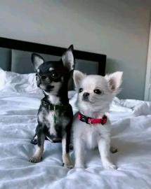 Chihuahuas sehr guter