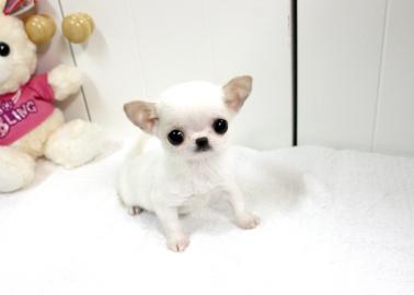 Chihuahua Welpen Kurzhaar Mini
