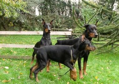 Reinrasiger Dobermann