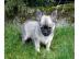 Sch�ne Chihuahua Welpen