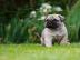 Adorable Bullmastiff Welpen zu verkaufen