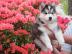 Reinrassige Pomsky Welpen