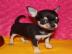 Reinrassige Chihuahua-Welpen WhatsApp nu