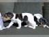 Jack Russell Welpen Reinrassig