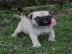 Beautiful Puy puppies