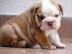 Englisch Bulldogge Welpen zu verkaufen