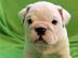 Englische Bulldogge Welpen 12 Wochen alt