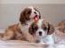 Cavalier-King-Charles Spaniel mit Papier