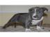 American Pit Bull Blueline