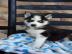 Siberian Husky zu verkaufen