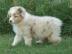 Traumhafte Australian Shepherd Welpen d�