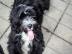 Tibet Terrier Welpen aus einer Top Verpa