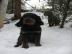 Gordon Setter Welpen abzugeben