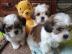 Shih-Tzu-Welpen zur Vermittlung. 