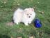 Pomeranian / Zwergspitz Welpen