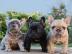 Wundersch?ne franz?sische Bulldoggenwelp