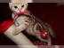 Reinrassige BKH kitten Golden Tabby. . /