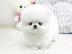 Wundersch�ne Pomeranian / Zwergspitzwelp