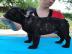 Franz?sische Bulldog Welpen mit Papieren