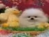 Pomeranian Welpen zur Verf�gung