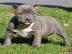 m�nnliche und weibliche Pitbull Welpen b
