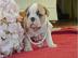 Reinrassige Englische Bulldoggen Welpen