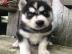S??e Siberian Husky-Welpen