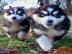 Siberian Husky Welpen