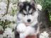 Reinrassige Pomsky Welpen