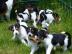 Jack Russell Terrier Welpen