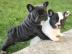 Sch�ne Franz�sische Bulldoggen Welpen