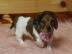 Dachshund Welpen verf?gbar WhatsApp