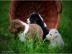 6 s��e Australian Shepherd Welpen VERGEB