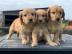 Goldendoodle-Welpe. 