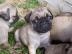 S��e beige Mops Welpen mit Papieren