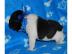 Franz�sische Bulldog Welpen