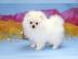Pomeranian Welpen (Reinrassig) mit Papie