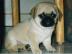 Mops-Welpen
