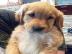 Wundersch�ne Golden Retriever Welpen f�r