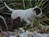 American Bulldog Welpen