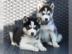 Siberian Husky Welpen mit blauen augen. W