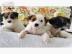 Jack-Russell-Welpen