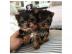 S?sse Mini Yorkshire Terrier Welpen